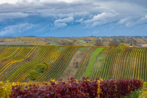 Viña Otoño Cerca Cejkovice Moravia Del Sur República Checa —  Fotos de Stock