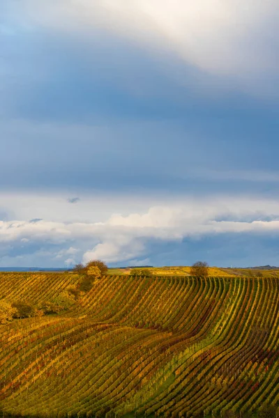 捷克共和国摩拉维亚南部Cejkovice附近的秋季葡萄园 — 图库照片