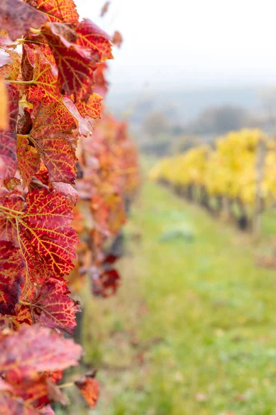 Czerwona Jesienna Winnica Morawy Południowe Czechy — Zdjęcie stockowe