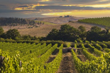 Tuscany's most famous vineyards near town Montalcino in Italy clipart