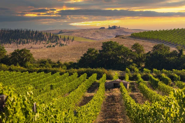 Nejznámější Vinice Toskánska Blízkosti Města Montalcino Itálii — Stock fotografie