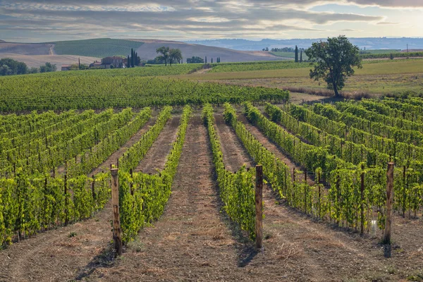 Vignobles Les Célèbres Toscane Près Ville Montalcino Italie — Photo