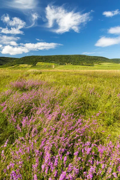 Virágzó Rét Tokaj Régióban Észak Magyarország — Stock Fotó