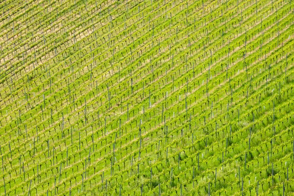 Vingård Vid Den Österrikiska Slovenska Gränsen Steiermark — Stockfoto