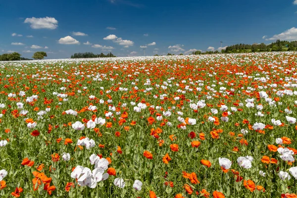 Poppy Field Vysoocina Zdar Nad Sazavou República Checa — Foto de Stock