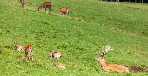 Bosdieren Stiermarken Oostenrijk — Stockfoto