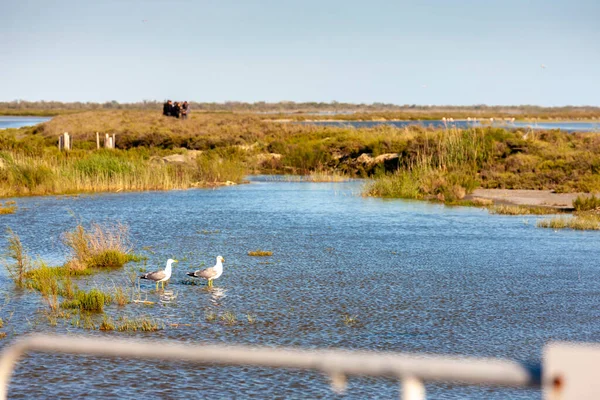 National Park Camargue Provence France — Stock Photo, Image