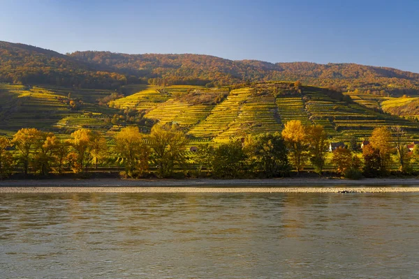 Őszi Szőlőültetvény Wachau Régióban Ausztria — Stock Fotó
