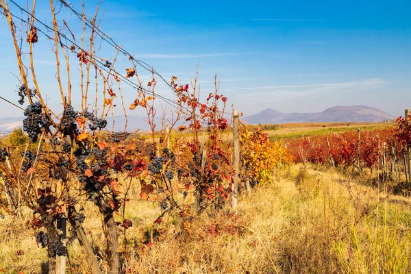 Осенний Виноградник Недалеко Эгера Северная Венгрия — стоковое фото