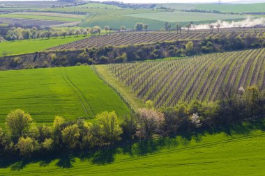 Lampelberk yakınlarındaki Bahar bağları, Znojmo bölgesi, Güney Moravya, Çek Cumhuriyeti