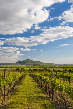 Palava 'nın altındaki bahar üzüm bağları Sonberk yakınlarında, Güney Moravya, Çek Cumhuriyeti
