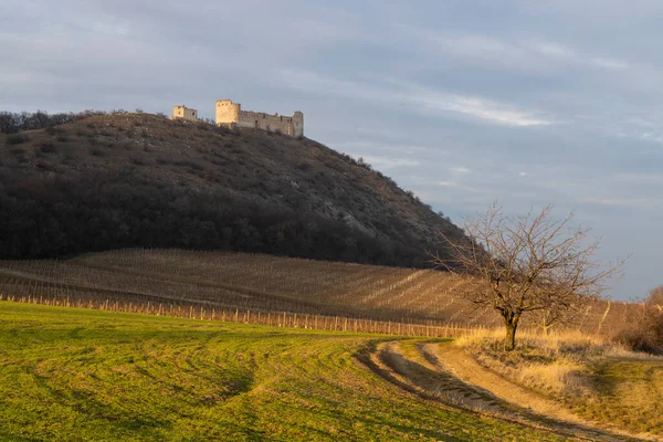 Ruines Château Devicky Avec Vignobles République Tchèque — Photo