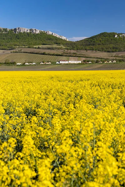 Oilseed Rape Palava Southern Moravia Czech Republic — Stock Photo, Image