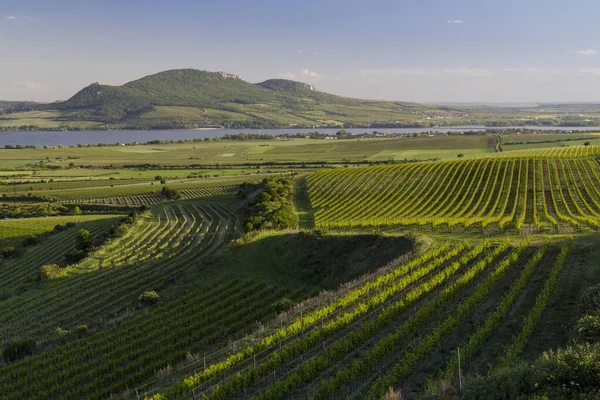 Vignobles Printemps Sous Palava Près Sonberk Moravie Sud République Tchèque — Photo