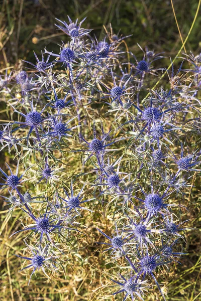 Cardo Azul Flores Eryngium Parque Nacional Los Abruzos Cerca Barrea — Foto de Stock