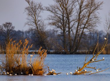 Siyah başlı martı, Jaroslavice göleti, Znojmo bölgesi, Güney Moravya, Çek Cumhuriyeti