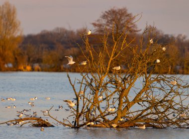 Siyah başlı martı, Jaroslavice göleti, Znojmo bölgesi, Güney Moravya, Çek Cumhuriyeti