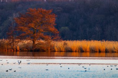 Siyah başlı martı, Jaroslavice göleti, Znojmo bölgesi, Güney Moravya, Çek Cumhuriyeti
