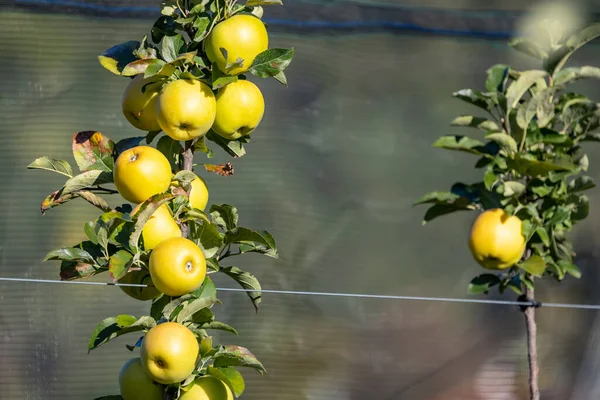 Apple Orchard Aica South Tyrol Italy — Stock Photo, Image