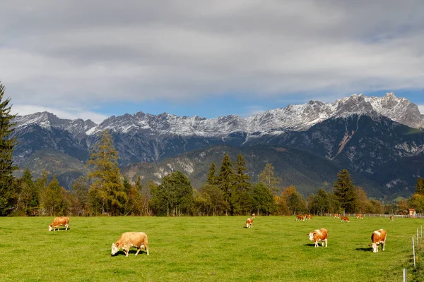Pastwiska Krowami Pod Alpami Austriackimi Pobliżu Bischofshofen — Zdjęcie stockowe