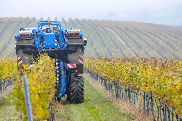 Cosecha Uvas Con Una Cosechadora Moravia Del Sur República Checa —  Fotos de Stock