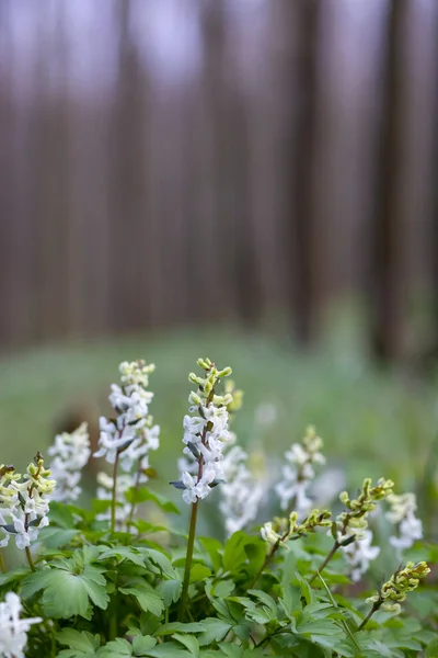 Chimeneas Huecas Corydalis Cava Bosque Primavera Sur Moravia República Checa —  Fotos de Stock