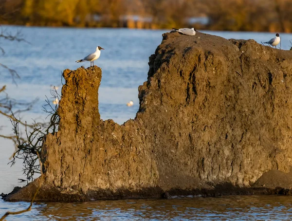 Gaivota Cabeça Preta Lagoa Jaroslavice Região Znojmo Morávia Sul República — Fotografia de Stock