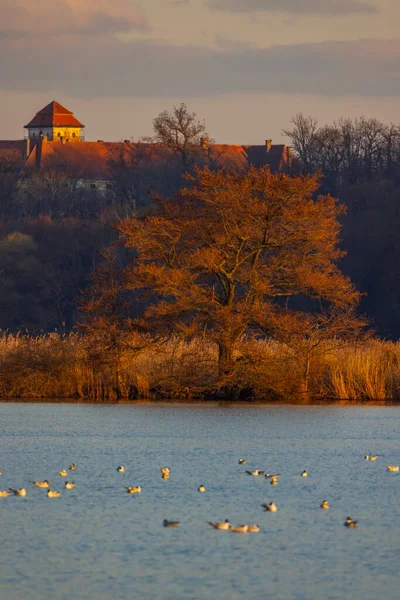 Castelo Jaroslavice Com Lagoa Região Znojmo Morávia Sul República Checa — Fotografia de Stock