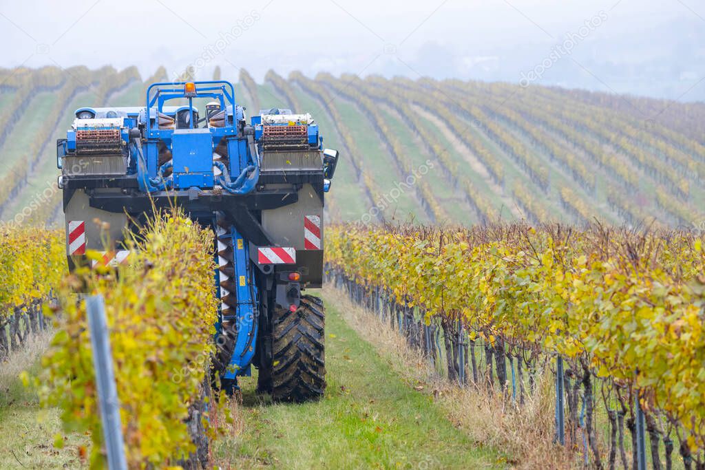 harvesting grapes with a combine harvester, Southern Moravia, Czech Republic