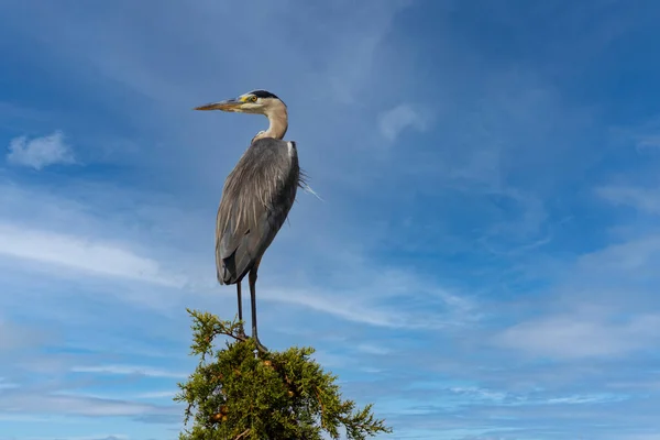 Héron Gris Dans Parco Naturale Della Maremma Toscane Italie — Photo