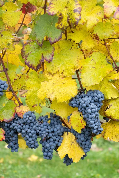 Błękitne Winogrona Cabernet Morawy Jesiennej Winnicy Morawy Południowe Czechy — Zdjęcie stockowe