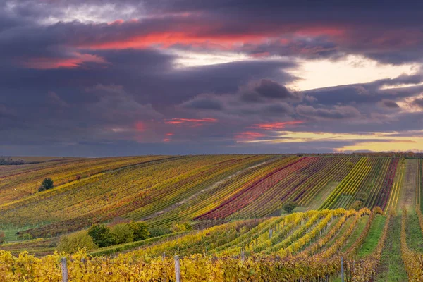 Viña Otoño Cerca Cejkovice Moravia Del Sur República Checa —  Fotos de Stock