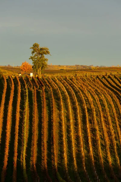 Viña Otoño Cerca Cejkovice Moravia Del Sur República Checa —  Fotos de Stock