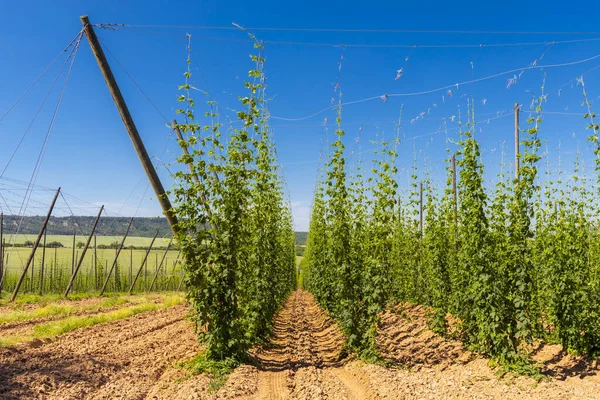 Hop Field Itt Zatec Régió Csehország — Stock Fotó