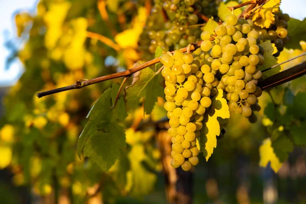 Region Winiarski Wachau Czasie Zbiorów Wina Austrii — Zdjęcie stockowe