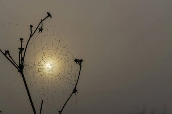 Spinnennetz Der Sonnenaufgangssonne — Stockfoto