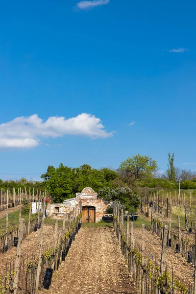 Cave Vin Région Palava Moravie Sud République Tchèque — Photo