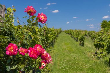 Üzüm bağında güller, Polonya, Güney Moravya, Çek Cumhuriyeti
