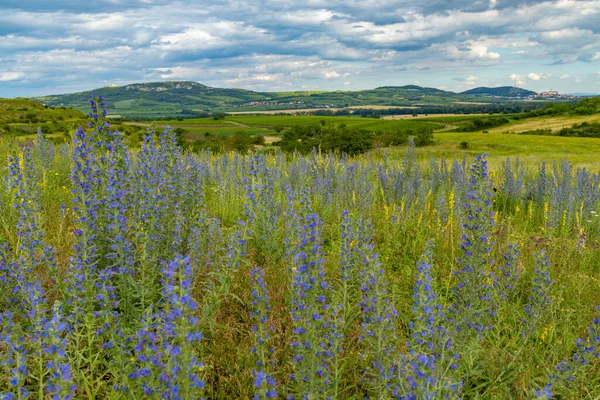 Frühlingslandschaft Palava Bei Dolni Dunajovice Südmähren Tschechien — Stockfoto