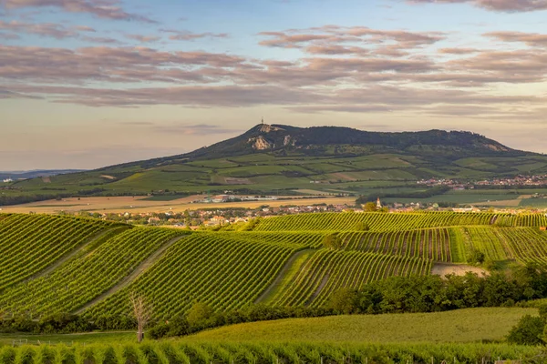 Viñedos Bajo Palava Cerca Dolni Dunajovice Moravia Del Sur República — Foto de Stock