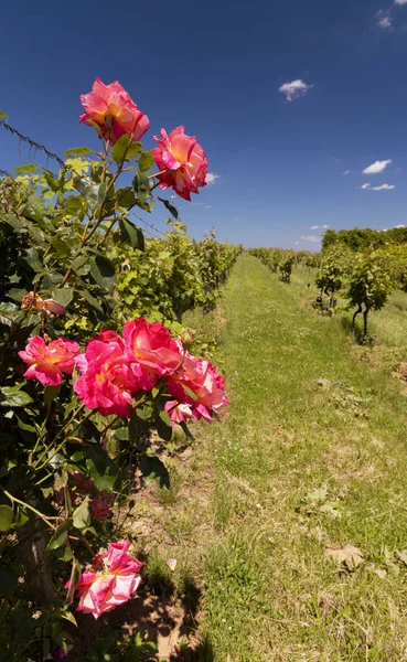 Róże Winnicy Polesovice Morawy Południowe Czechy — Zdjęcie stockowe