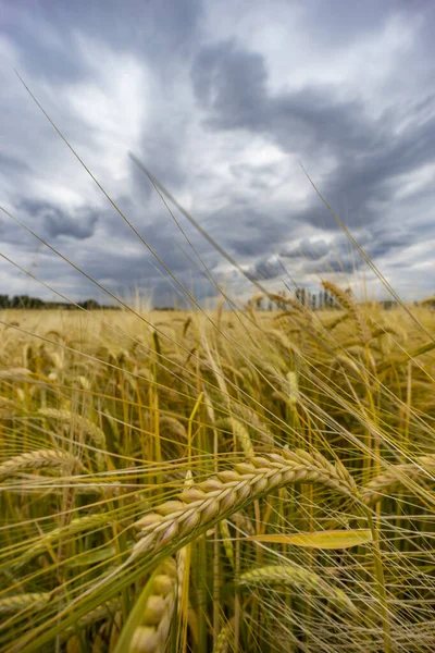 Rye Sown Just Harvest Western Bohemia Czech Republic — Stock Photo, Image