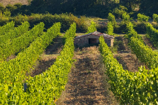 Самые Знаменитые Виноградники Тосканы Рядом Городом Монтальчино Италии — стоковое фото