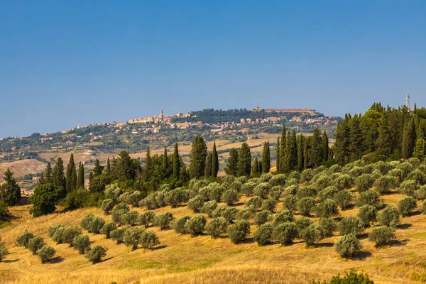 Olive Garden Volterra Στην Τοσκάνη Ιταλία — Φωτογραφία Αρχείου