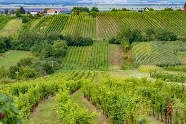 Летний Виноградник Неподалеку Стреков Южная Словакия — стоковое фото