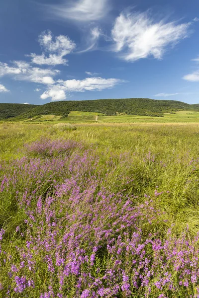 Kuzey Macaristan Tokaj Bölgesinde Çiçek Açan Çayır — Stok fotoğraf