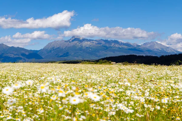 Prado Florescente Com Alta Tatras Eslováquia — Fotografia de Stock