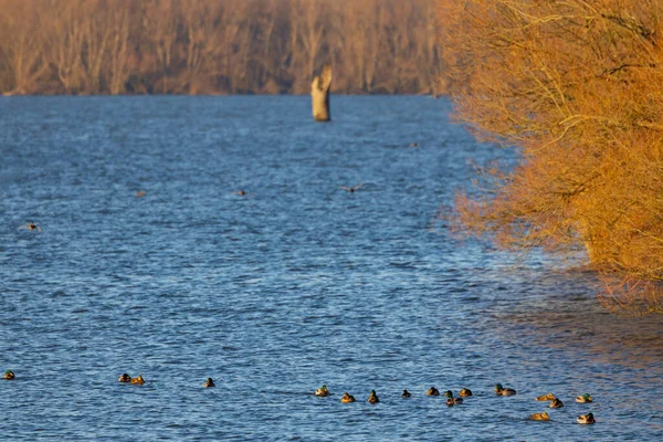 Aves Embalse Nove Mlyny Moravia Del Sur República Checa —  Fotos de Stock