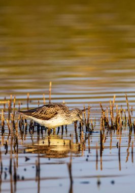 Ortak Greenshank (Tringa nebularia), Dehtar havuzu, Güney Bohemya, Çek Cumhuriyeti