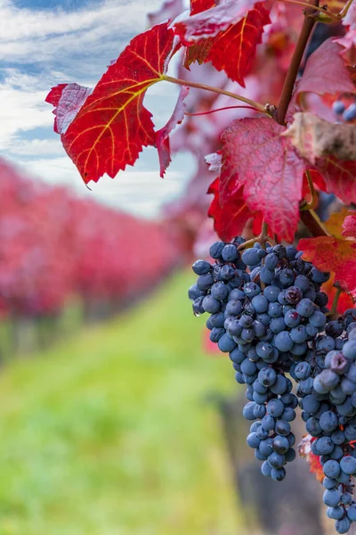 Uvas Azules Alibernet Viñedo Otoño Sur Moravia República Checa —  Fotos de Stock